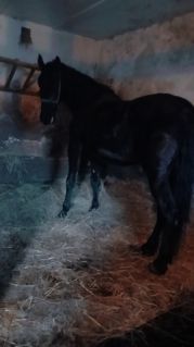 Elad� 15 �ves n�niusz kanca 