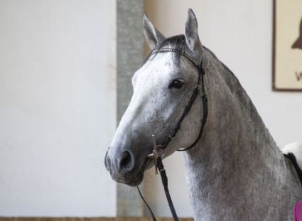 Elad� 12 �ves lipicai her�lt 
