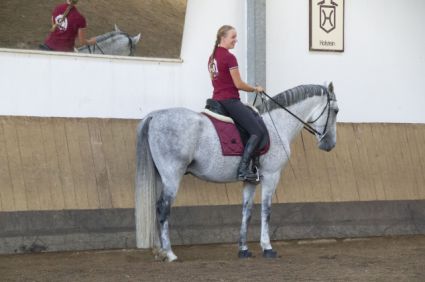 Elad� 12 �ves lipicai her�lt 