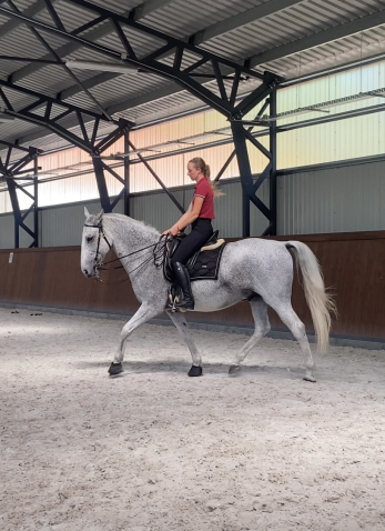 Elad� 12 �ves lipicai her�lt 