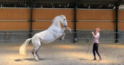 Elad� 12 �ves lipicai her�lt 