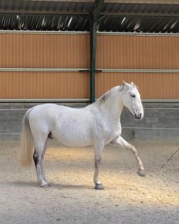 Elad� 12 �ves lipicai her�lt 