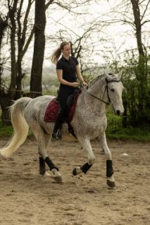 Elad� 12 �ves lipicai her�lt 