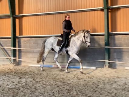 Elad� 12 �ves lipicai her�lt 