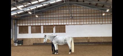 Elad� 12 �ves lipicai her�lt 
