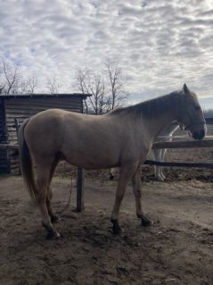 Elad� 13 �ves magyar f�lv�r kanca 