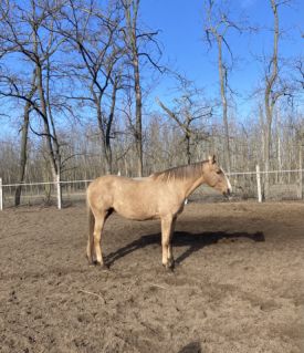 Elad� 13 �ves magyar f�lv�r kanca 