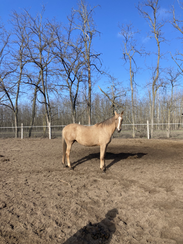 Elad� 13 �ves magyar f�lv�r kanca 