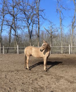 Elad� 13 �ves magyar f�lv�r kanca 