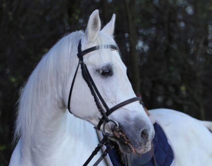 24 �ves shagya arab m�n 