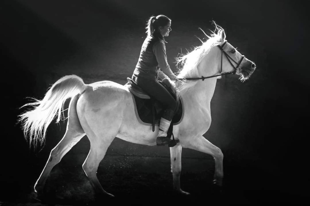 24 �ves shagya arab m�n 