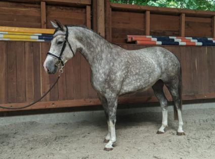 Elad� 6 �ves hannoveri kanca 