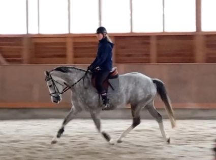 Elad� 6 �ves hannoveri kanca 