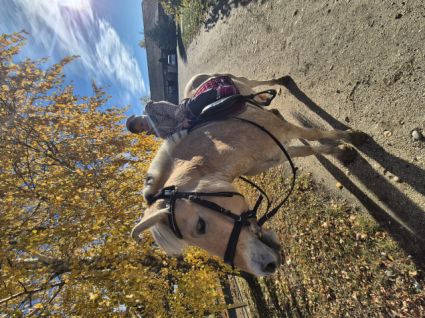 Elad� 4 �ves fjord her�lt 