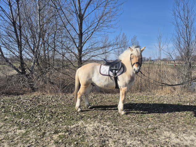 Elad� 4 �ves fjord her�lt 