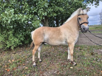 Elad� 4 �ves fjord her�lt 
