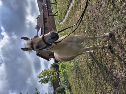 Elad� 4 �ves fjord her�lt 