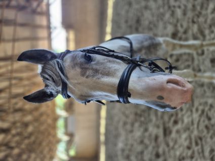 Elad� 4 �ves tinker her�lt 