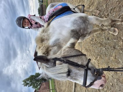 Elad� 4 �ves tinker her�lt 