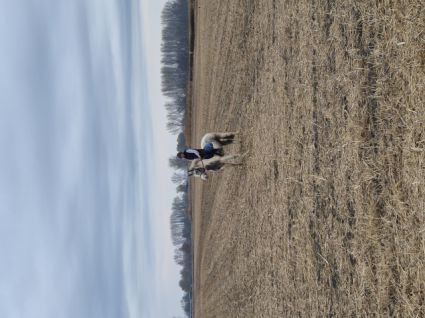 Elad� 4 �ves tinker her�lt 