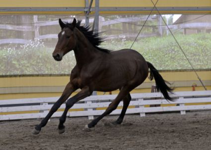 Elad� 3 �ves trakehneni m�n 