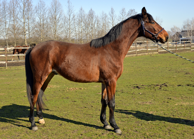 Elad� 3 �ves trakehneni m�n 