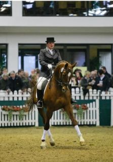 Elad� 3 �ves trakehneni m�n 