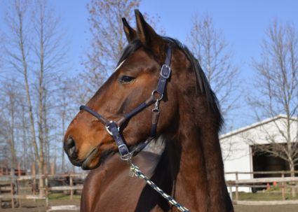 Elad� 3 �ves trakehneni m�n 