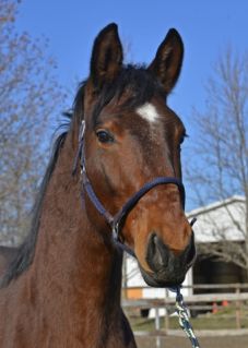 Elad� 3 �ves trakehneni m�n 