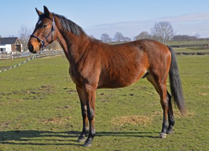 Elad� 3 �ves trakehneni m�n 