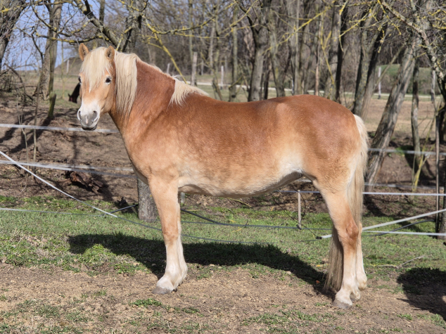 Elad� 6 �ves haflingi kanca 