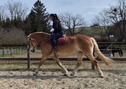 Elad� 6 �ves haflingi kanca 