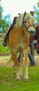 Elad� 6 �ves haflingi kanca 