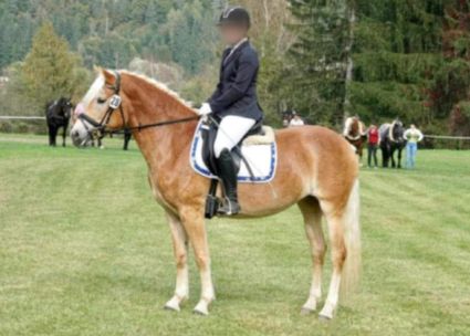 Elad� 6 �ves haflingi kanca 