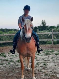 Elad� 6 �ves haflingi kanca 