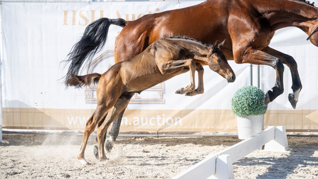 Elad� 10 h�napos magyar sportl� m�n 