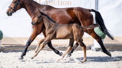 Elad� 10 h�napos magyar sportl� m�n 