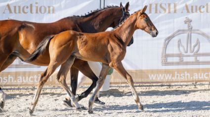 Elad� 11 h�napos magyar sportl� m�n 