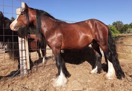 Elad� 5 �ves tinker m�n 