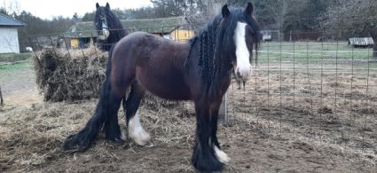 Elad� 5 �ves tinker m�n 