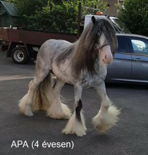 Elad� 5 �ves tinker m�n 