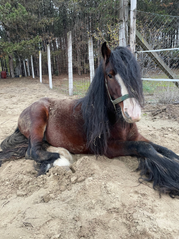Elad� 5 �ves tinker m�n 