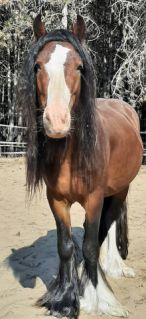Elad� 5 �ves tinker m�n 