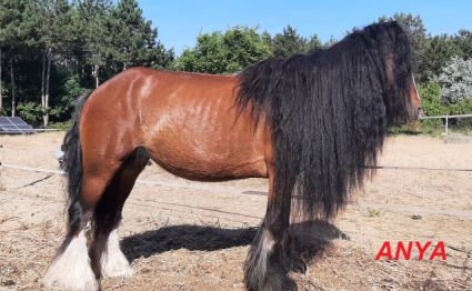Elad� 5 �ves tinker m�n 