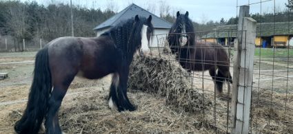 Elad� 5 �ves tinker m�n 