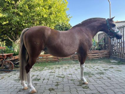 Elad� 15 �ves welsh p�ni kanca 