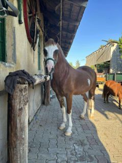 Elad� 15 �ves welsh p�ni kanca 