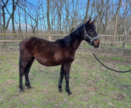 Elad� 1 �ves furioso m�n 