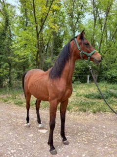 Elad� 1 �ves arab teliv�r m�n 