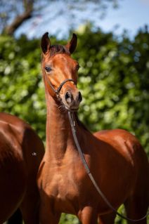 Elad� 1 �ves arab teliv�r m�n 